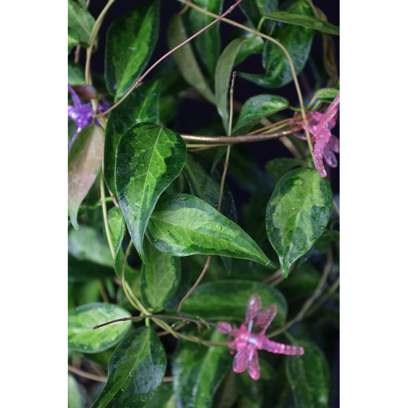 Hoya dennisii 'Frida' ( variegata ) store with hoya flowers