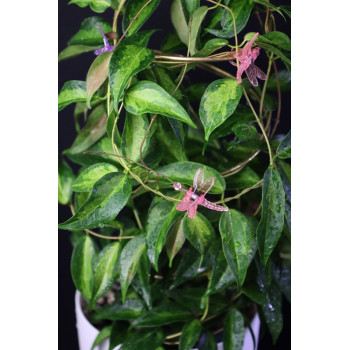 Hoya dennisii 'Frida' ( variegata ) store with hoya flowers