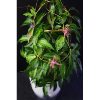 Hoya dennisii 'Frida' ( variegata ) store with hoya flowers