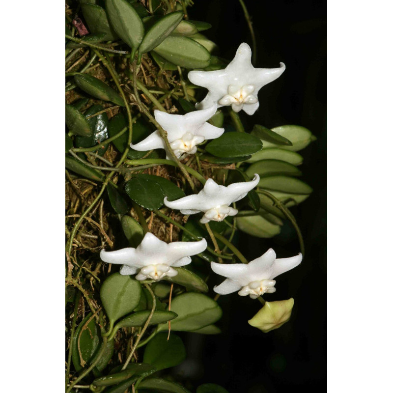 Hoya uniflora - rooted, growing store with hoya flowers