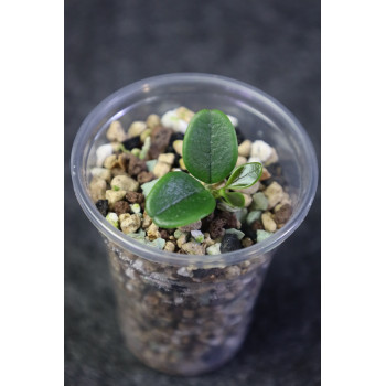 Hoya uniflora - rooted, growing store with hoya flowers