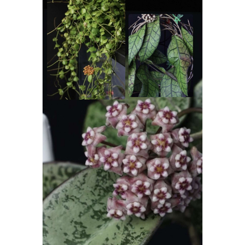 Hoya endauensis + Hoya 'Silver Dollar' (B) + Hoya clemensiorum Borneo (big leaves ) store with hoya flowers