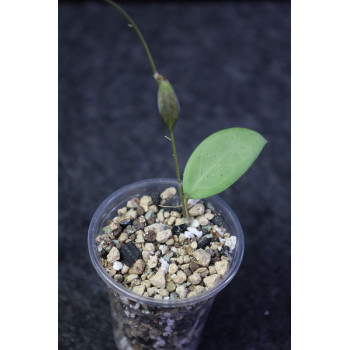 Hoya erythrostemma SILVER - rooted, growing store with hoya flowers