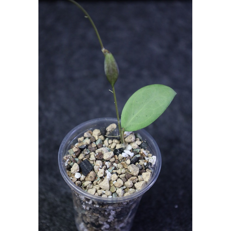 Hoya erythrostemma SILVER - rooted, growing store with hoya flowers