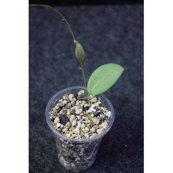 Hoya erythrostemma SILVER - rooted, growing store with hoya flowers