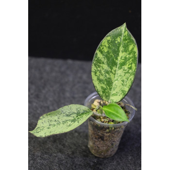 Hoya icensis splash - rooted, growing store with hoya flowers