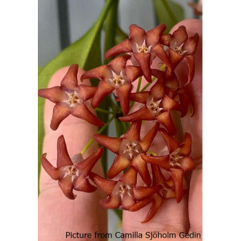 Hoya occultata RED - real photos store with hoya flowers