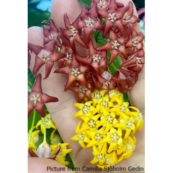 Hoya occultata RED - real photos store with hoya flowers