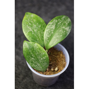 Hoya diptera splash leaves - rooted store with hoya flowers