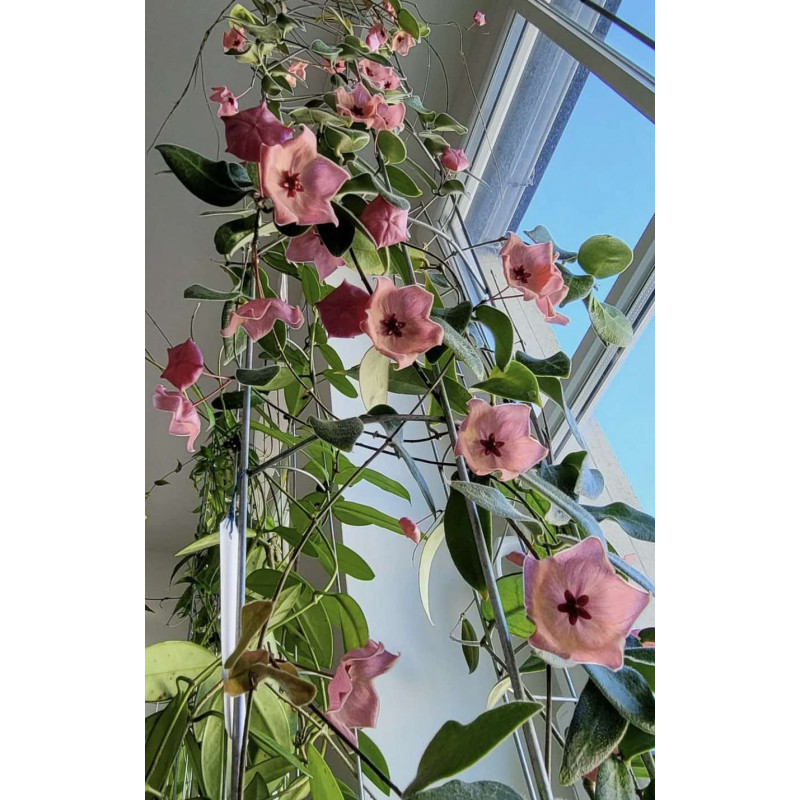 Hoya patella PINK flowers - rooted store with hoya flowers