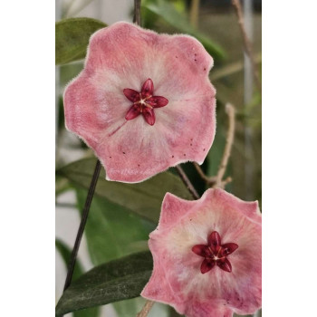 Hoya patella PINK flowers - rooted store with hoya flowers