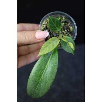 Hoya obscura SILVER 'Cryptic Chrome' - rooted, growing store with hoya flowers