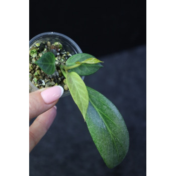 Hoya obscura SILVER 'Cryptic Chrome' - rooted, growing store with hoya flowers