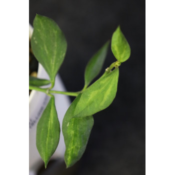 Hoya 'Mali' ( nummularioides yellow variegata ) internet store