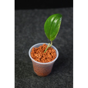 Hoya 'Little Plu' (Hoya quinquenervia albomarginata) store with hoya flowers