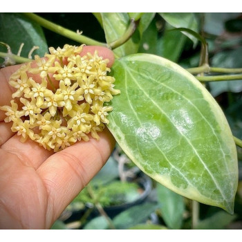 Hoya 'Little Plu' (Hoya quinquenervia albomarginata) store with hoya flowers