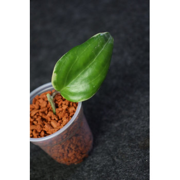 Hoya 'Little Plu' (Hoya quinquenervia albomarginata) store with hoya flowers