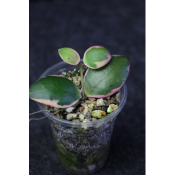 Hoya 'Palta' ( incurvula albomarginata ) - rooted store with hoya flowers