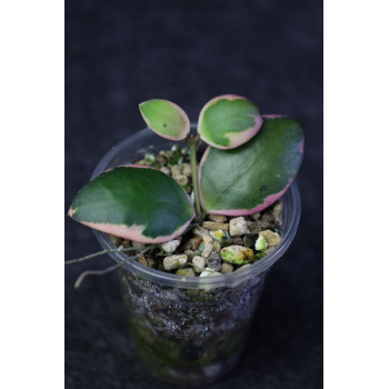 Hoya 'Palta' ( incurvula albomarginata ) - rooted store with hoya flowers