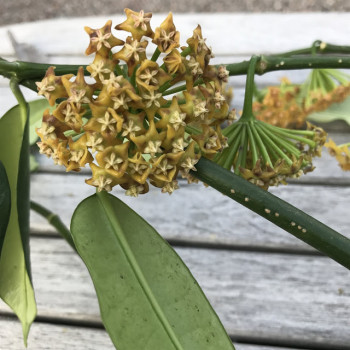 Hoya fusca store with hoya flowers