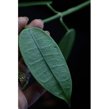 Hoya fusca sklep z kwiatami hoya