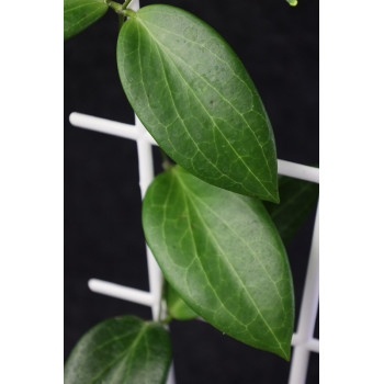 Hoya pachyphylla store with hoya flowers