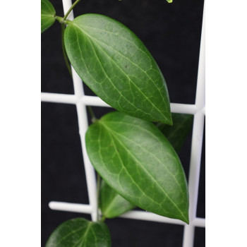 Hoya pachyphylla store with hoya flowers