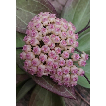 Hoya pachyphylla store with hoya flowers