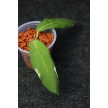 Hoya pimenteliana albomarginata - rooted store with hoya flowers