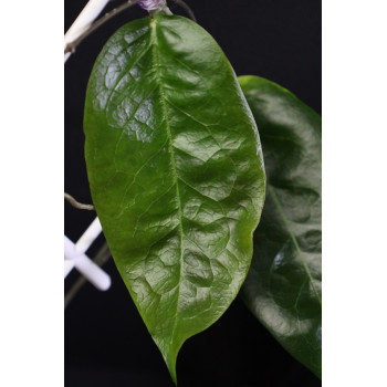 Hoya sp. NS05-072 store with hoya flowers