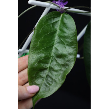 Hoya sp. NS05-072 store with hoya flowers