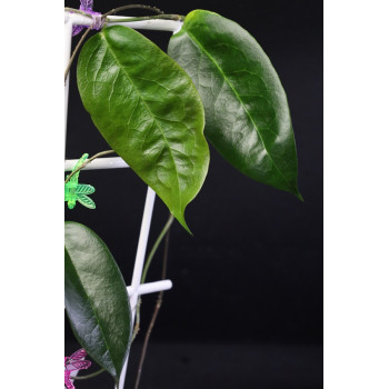 Hoya sp. NS05-072 store with hoya flowers