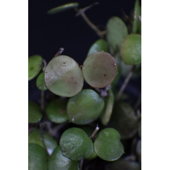 Hoya peltata - rooted store with hoya flowers