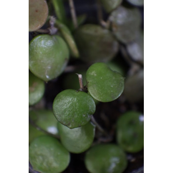 Hoya peltata - rooted store with hoya flowers