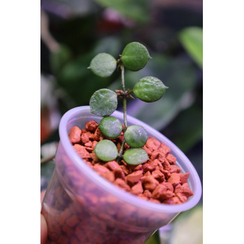 Hoya peltata - rooted store with hoya flowers