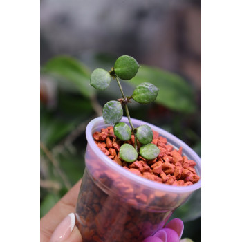 Hoya peltata - rooted store with hoya flowers