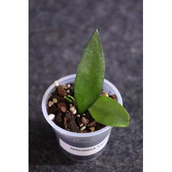 Dischidia sagittata store with hoya flowers