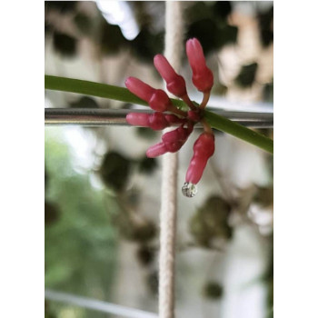 Dischidia parasita store with hoya flowers