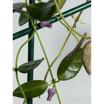 Dischidia hirsuta Papua ( purple flowers ) sklep z kwiatami hoya