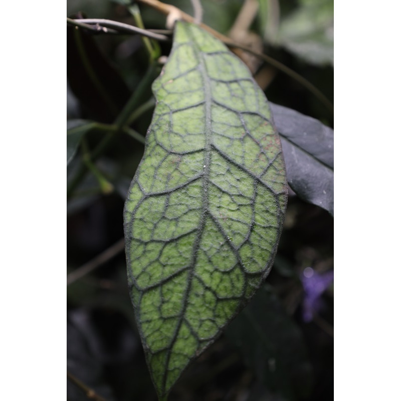 Hoya sp. Gunung Wilis sklep z kwiatami hoya