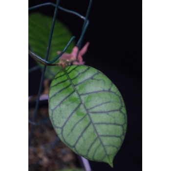 Hoya sp. Gunung Gading Indonesia sklep z kwiatami hoya