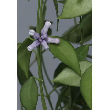 Dischidia merrillii store with hoya flowers