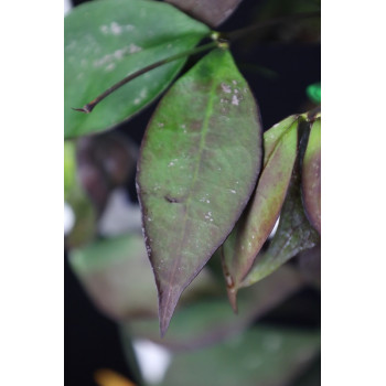 Hoya ignorata RED ( Kalimantan, Indonesia form ) sklep z kwiatami hoya