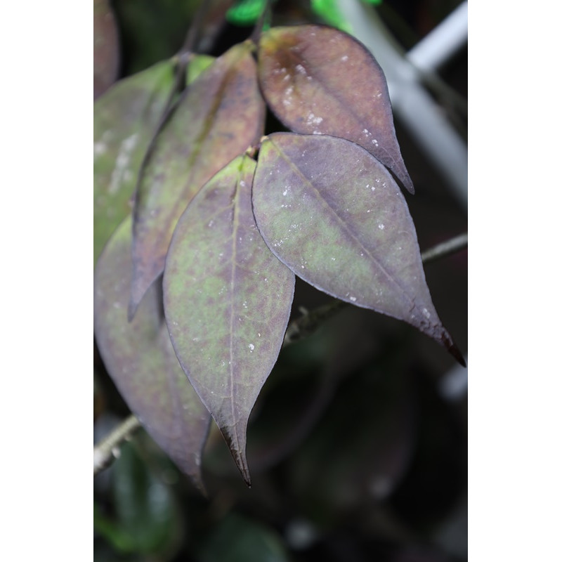 Hoya ignorata RED ( Kalimantan, Indonesia form ) sklep z kwiatami hoya