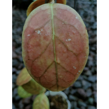 Hoya sp. Ogan sklep z kwiatami hoya