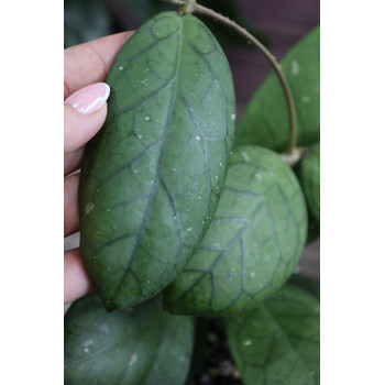 Hoya sp. Ogan sklep z kwiatami hoya