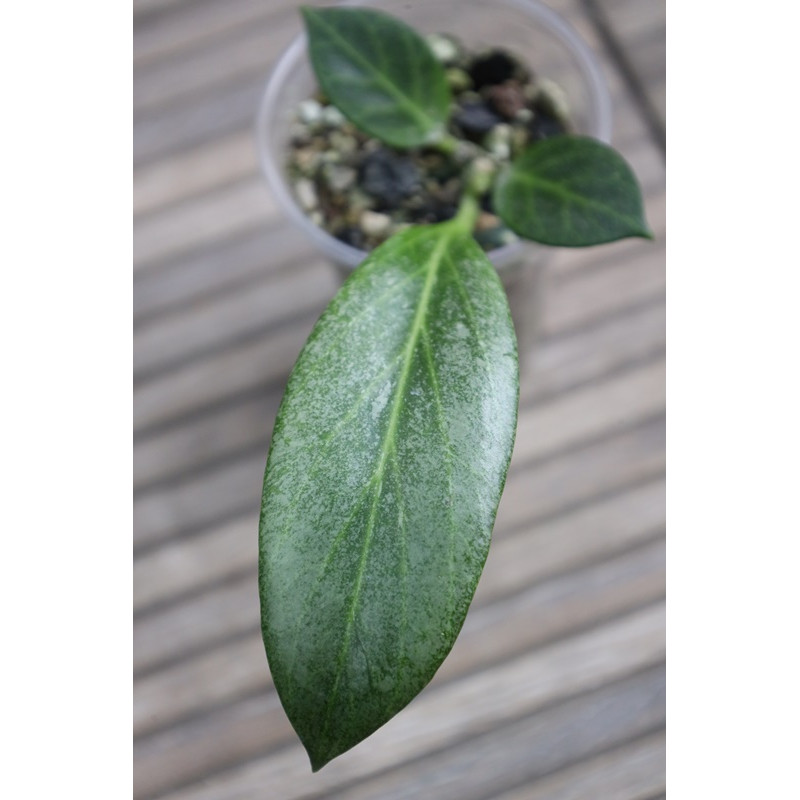 Hoya obscura SILVER 'Cryptic Chrome' store with hoya flowers