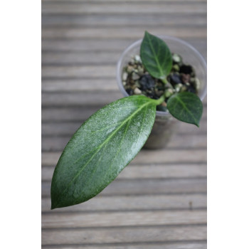 Hoya obscura SILVER 'Cryptic Chrome' store with hoya flowers