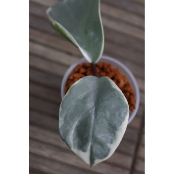 Hoya carnosa Argentea Picta - rooted store with hoya flowers