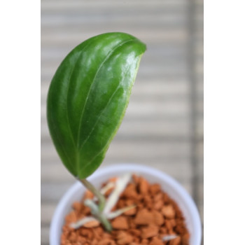 Hoya 'Little Plu' (Hoya quinquenervia albomarginata) - rooted store with hoya flowers